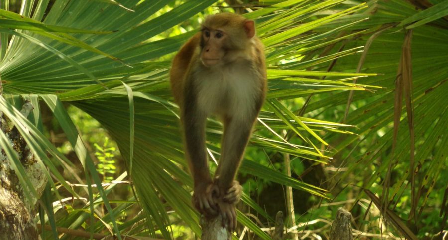 Silver Springs Monkeys