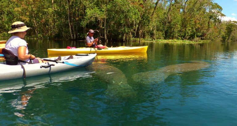The Manatee Experience Full River & Picnic Kayak Tour
