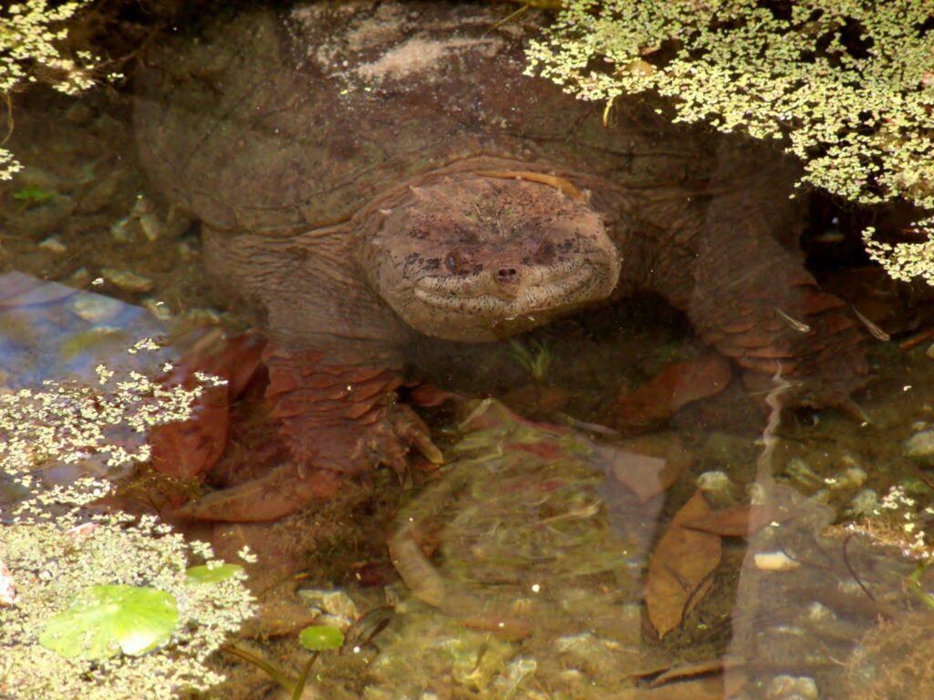 Snapper Turtle in Silver Springs State Park