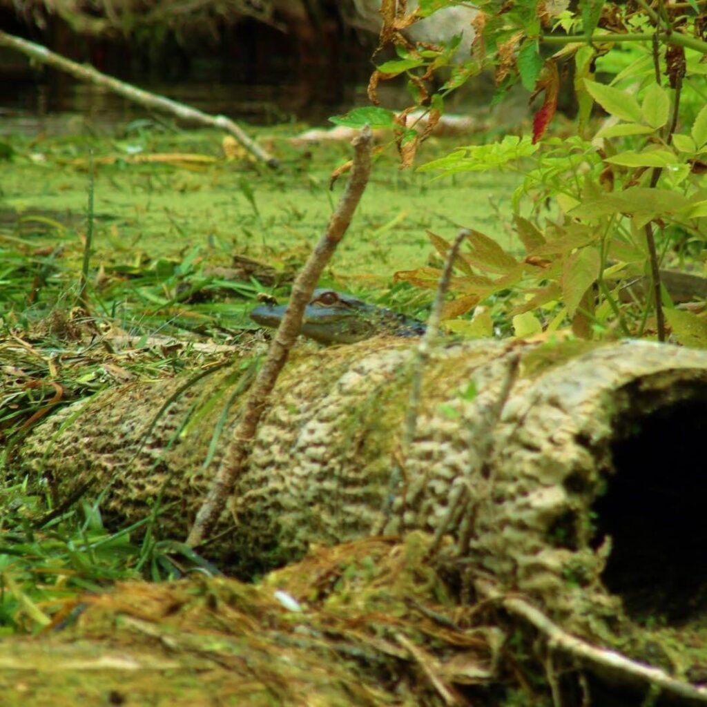 Kayak Tours Silver Springs