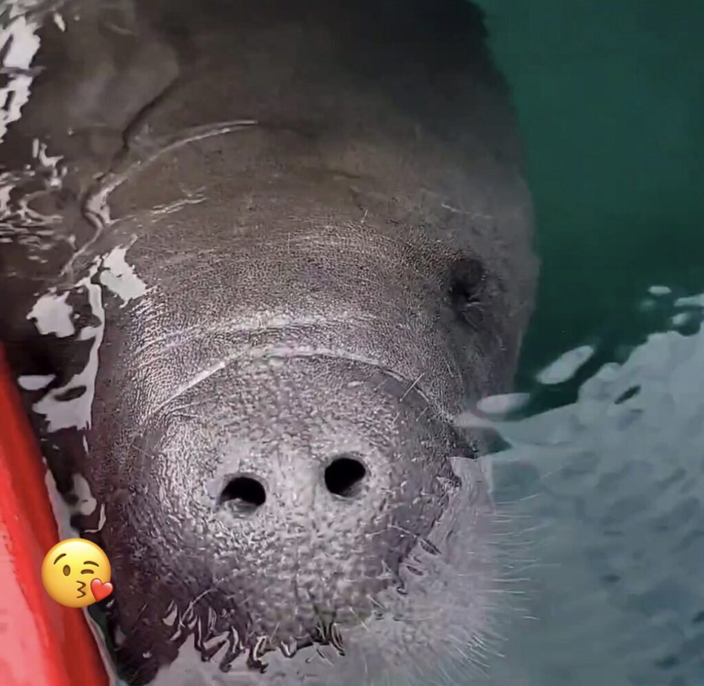 Manatees of Silver Springs