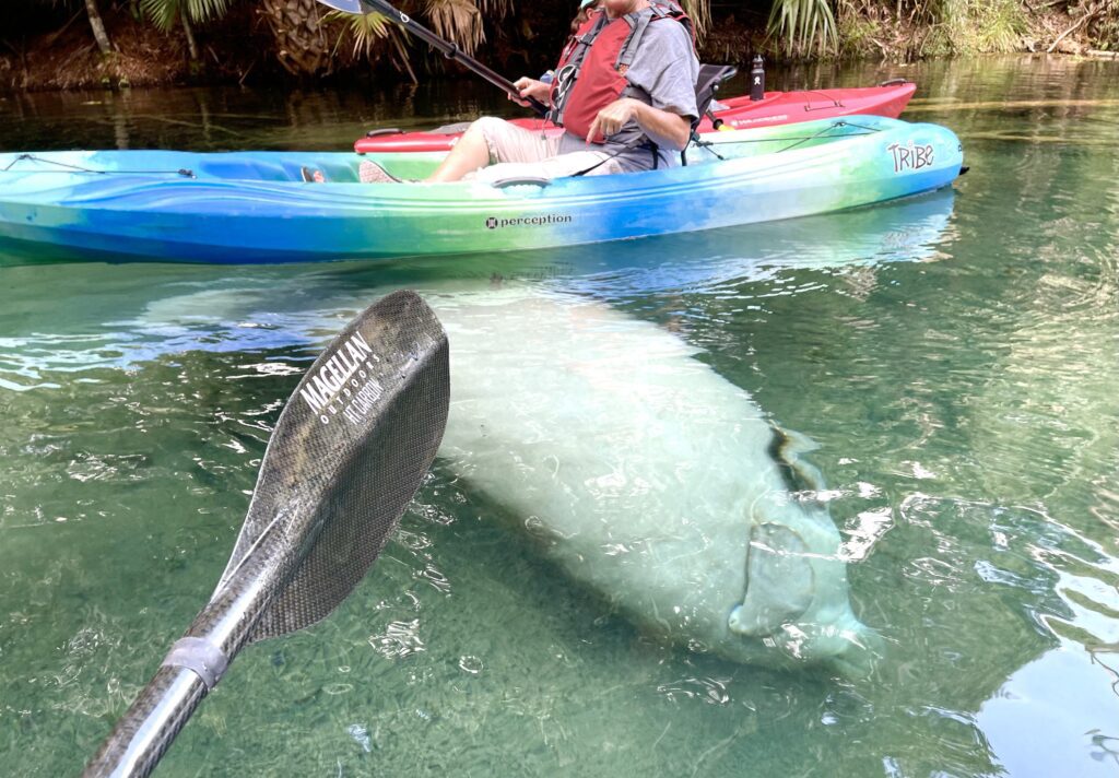 Kayak with Manatees